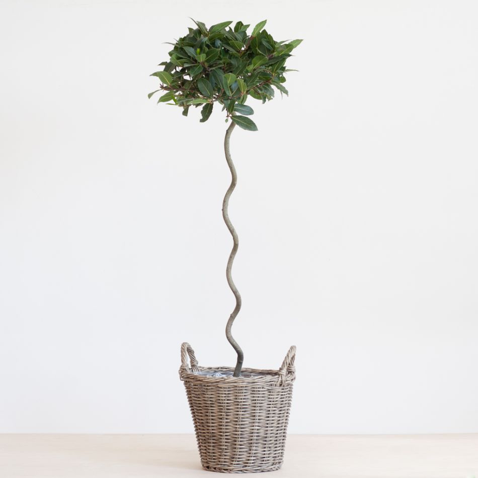 Laurus Nobilis - Laurierboom - P20