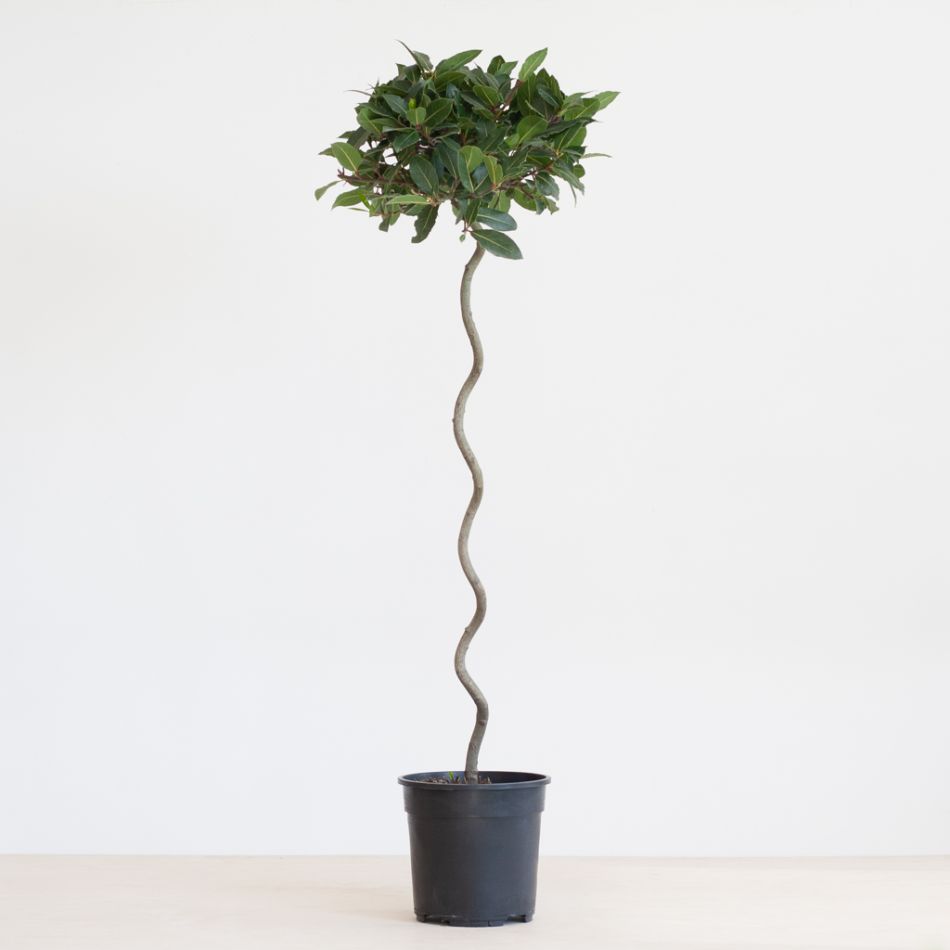 Laurus Nobilis - Laurierboom - P20