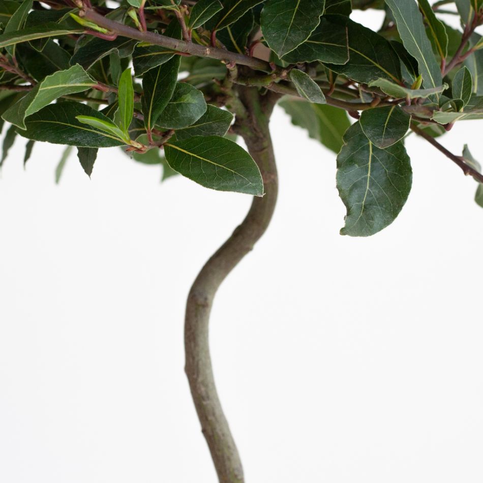 Laurus Nobilis - Laurierboom - P20