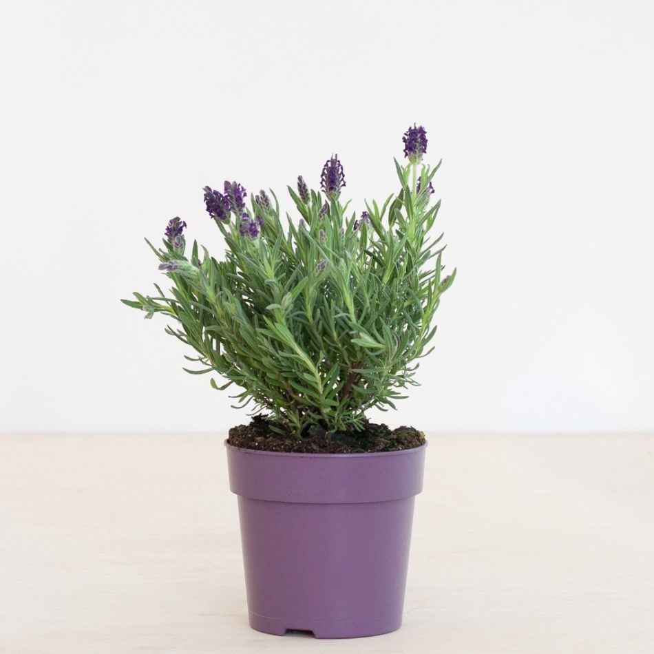 Lavendel-P12-1024 2