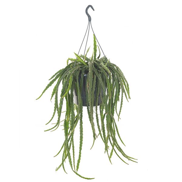 Lepismium Cruciforme