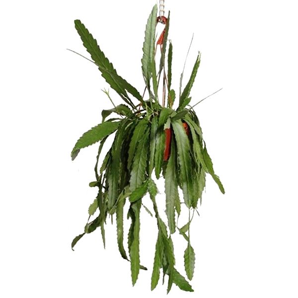 Lepismium Houlletianum