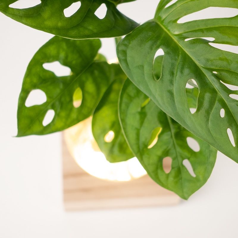 monstera plantje met licht