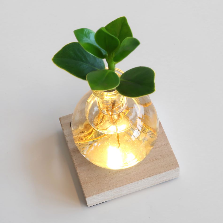 Clusia Rosea Lichtplantje