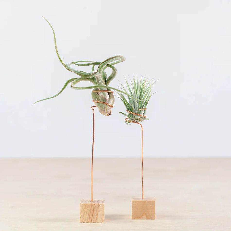 Luchtplantjes - airplant Duo