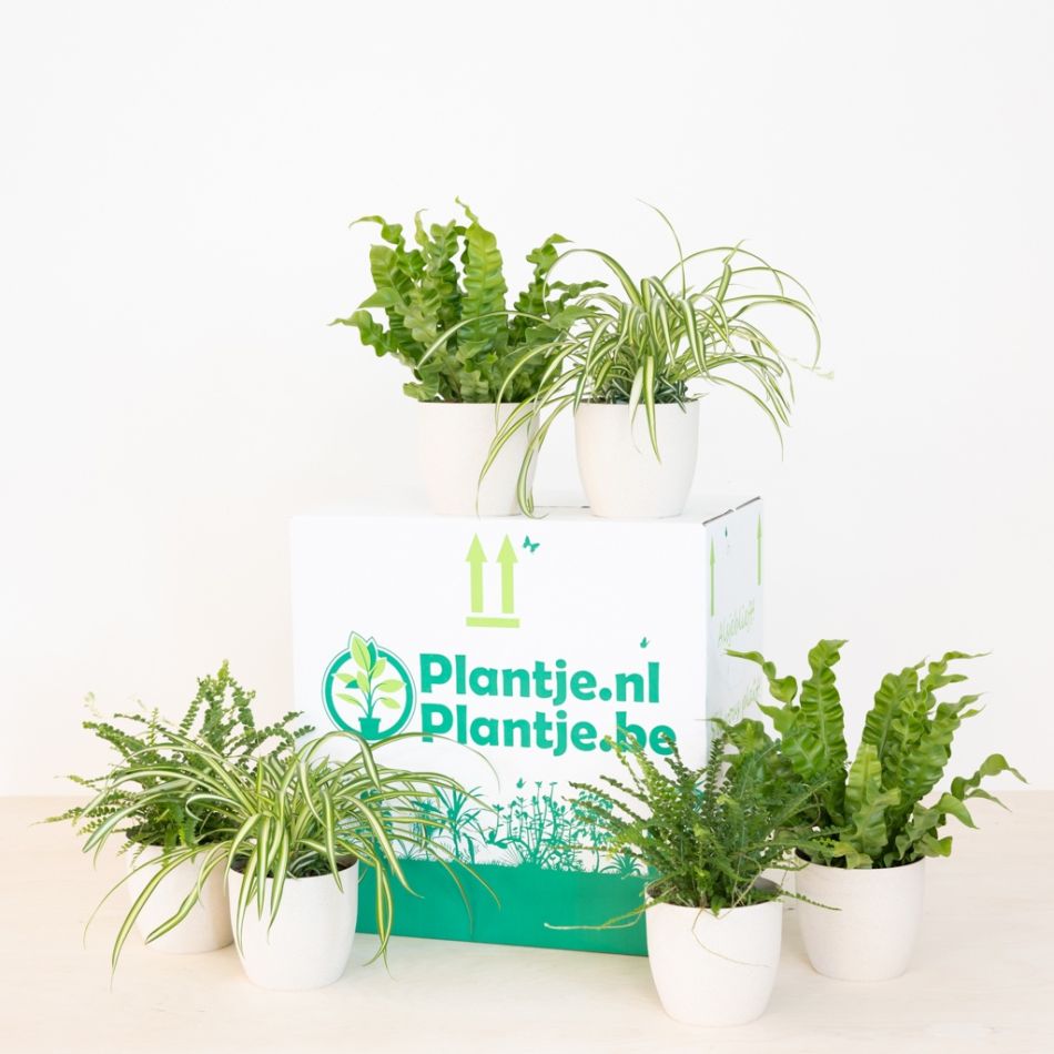 Luchtzuiverende-Plantenbox-incl