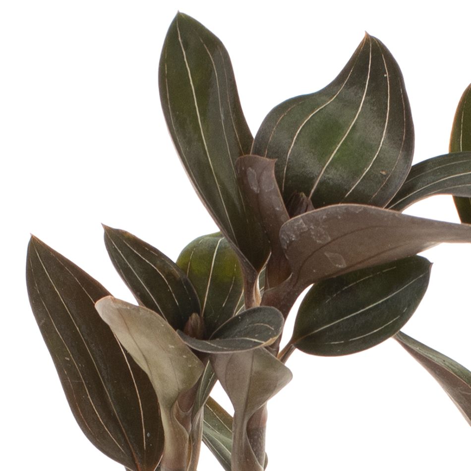Ludisia