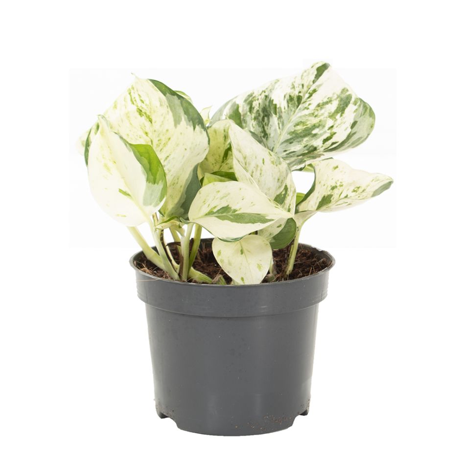 Epipremnum happy leaf