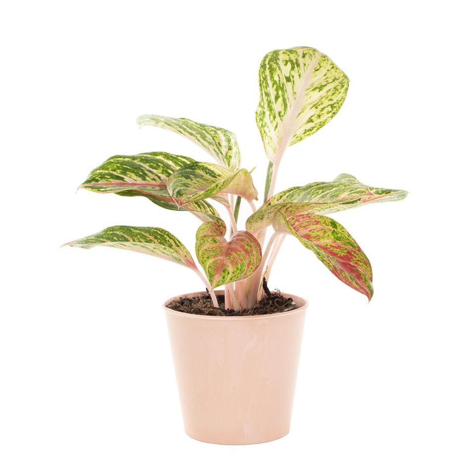 Roze sierpot