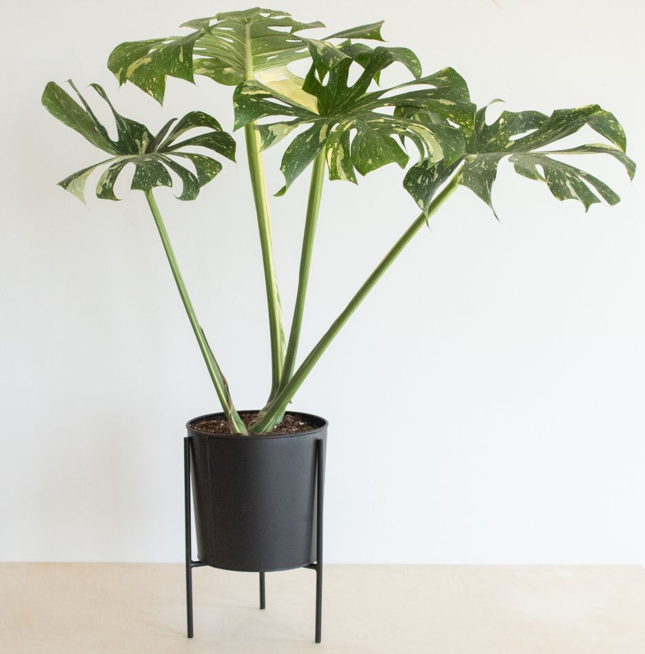 Monstera Thai Constellation - P24
