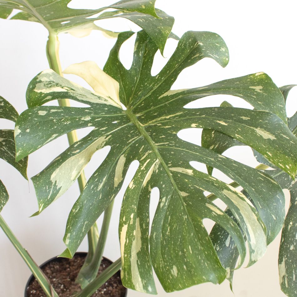 Monstera Thai Constellation - P24