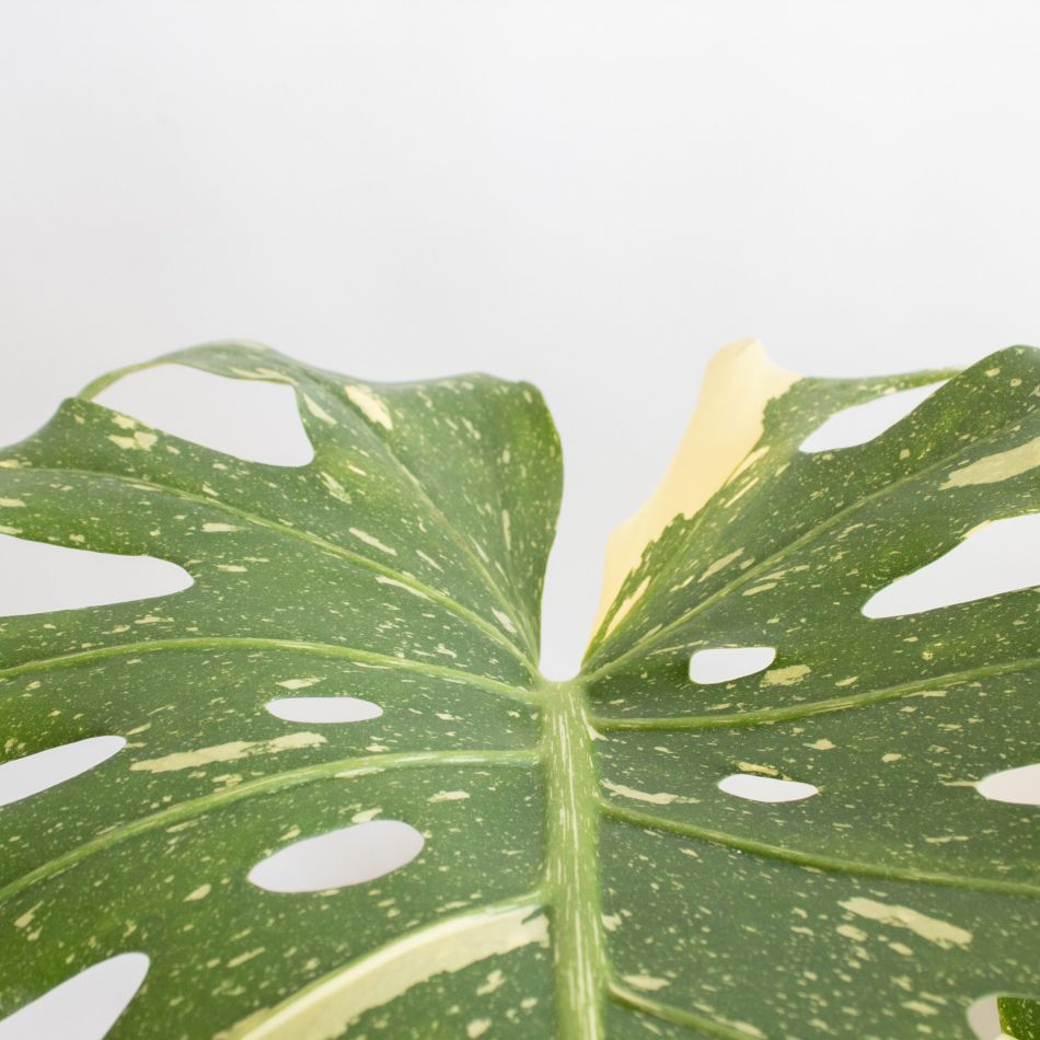Monstera Thai Constellation - P24