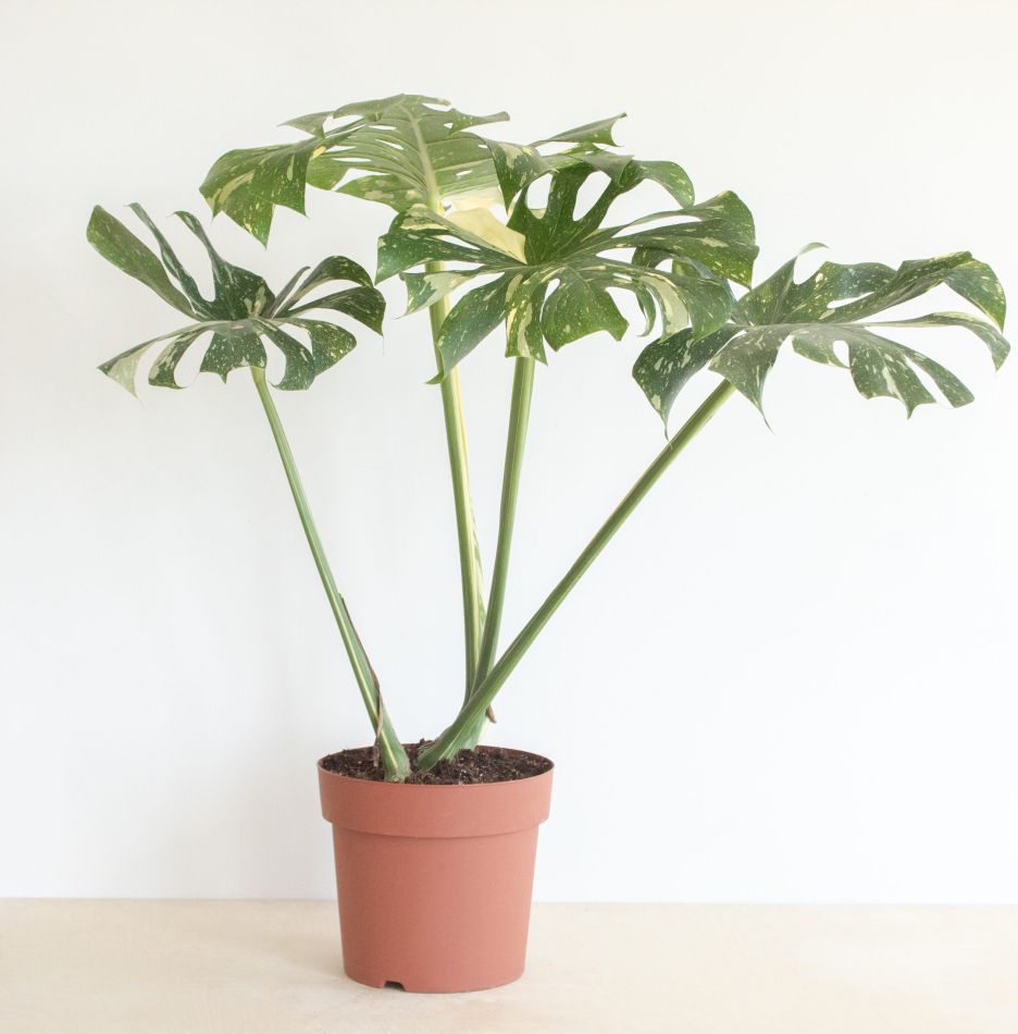 Monstera Thai Constellation - P24