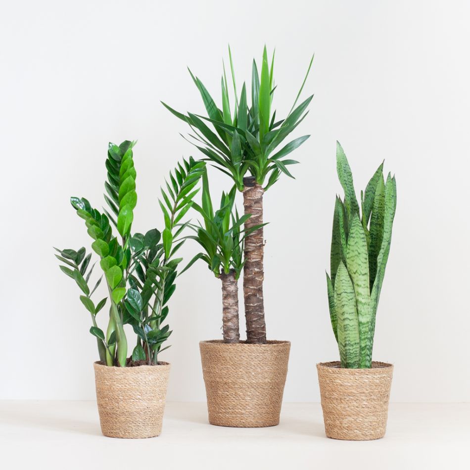 Makkelijke Plantenbox (3 stuks)