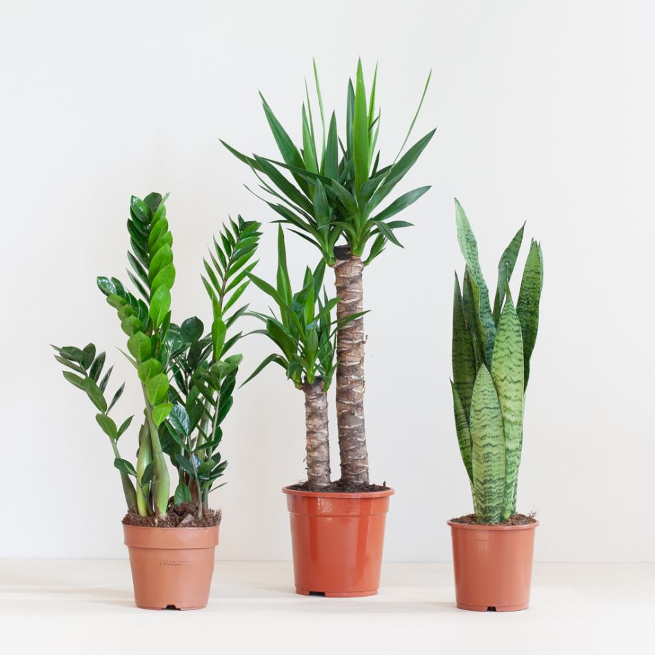 Makkelijke Plantenbox (3 stuks)