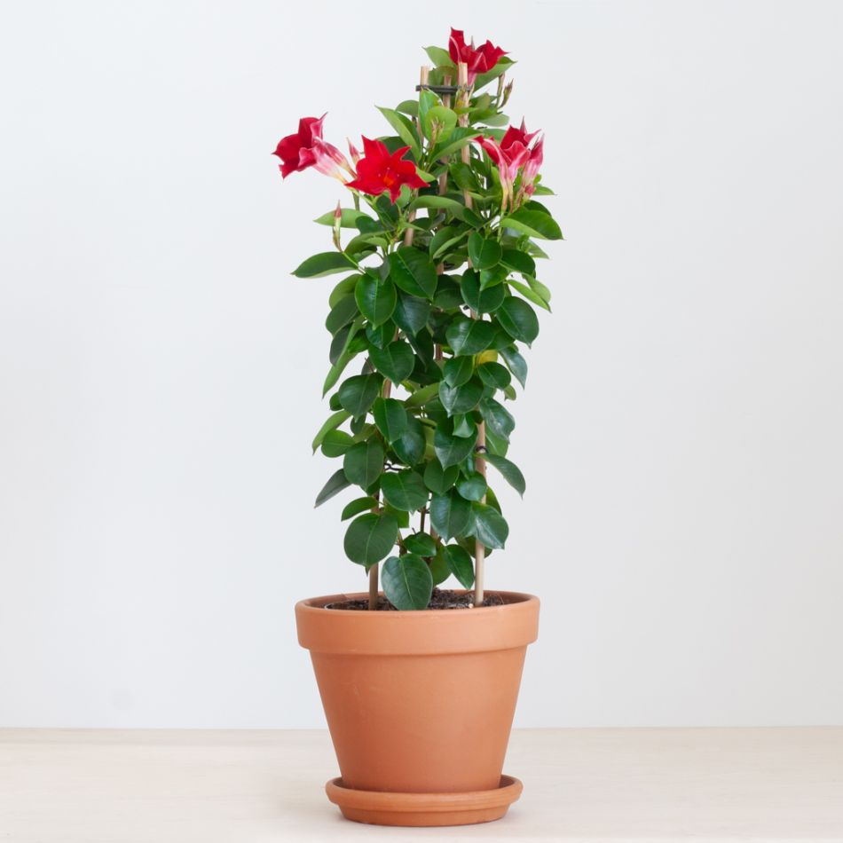 Mandevilla Sundaville - Dipladenia - Rood - P17