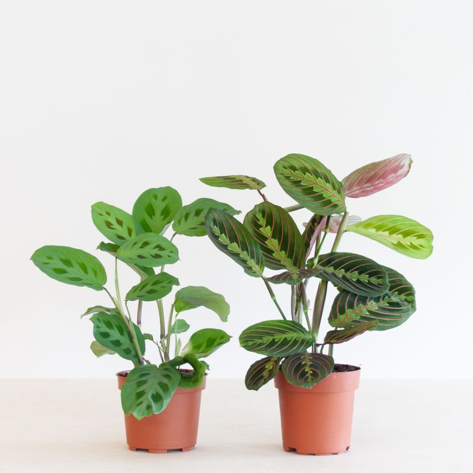 Maranta-Duo-p12-1