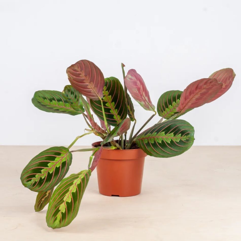 Maranta-Leuconeura-Fascinator-Tricolor-Gebedsplant-p12-witfoto-1024