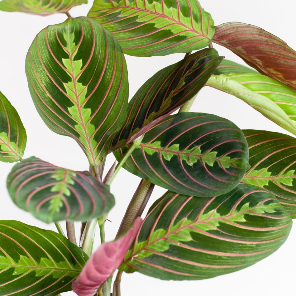 Maranta-Leuconeura-Fascinator-Tricolor-p12-5