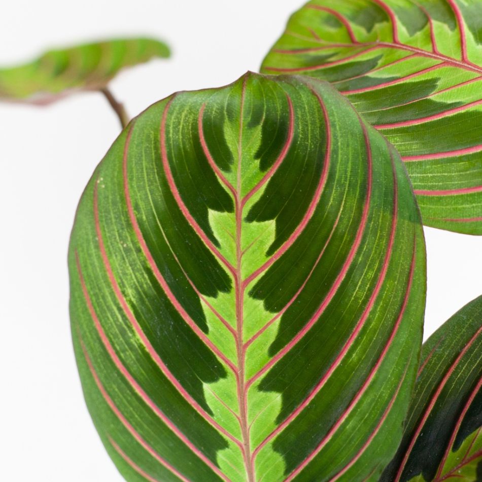 Maranta-Leuconeura-Fascinator-Tricolor-p12-7 3