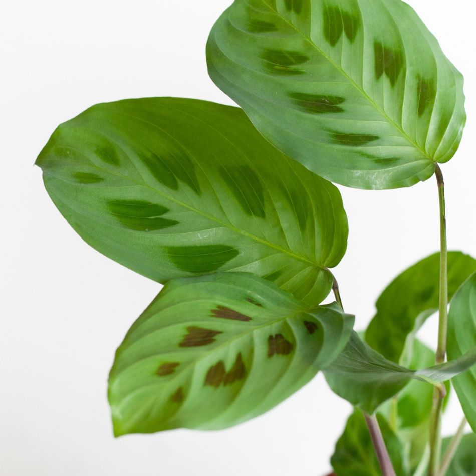 Maranta-Leuconeura-Kerchoveana-p12-3