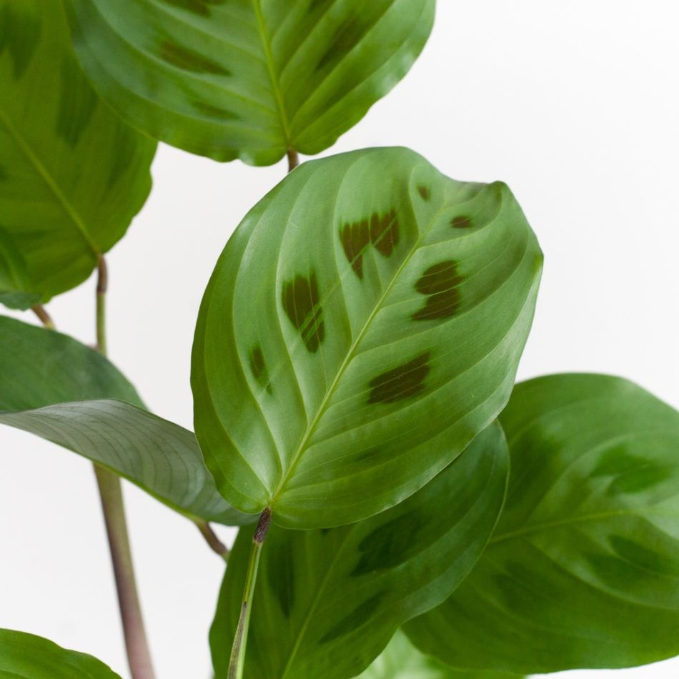 Maranta-Leuconeura-Kerchoveana-p12-7