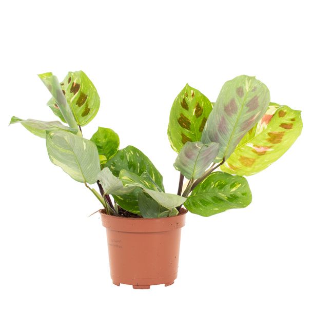 Maranta kerchoveana variegated