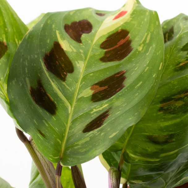 Maranta variegated