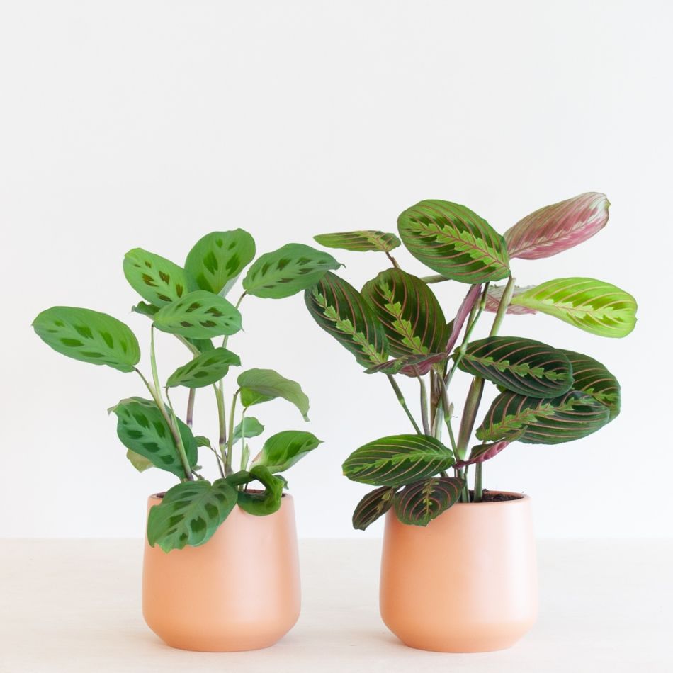 Maranta-p12-2