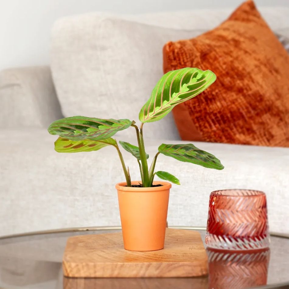 Mini Maranta