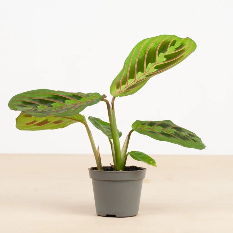 maranta red stripe kopen