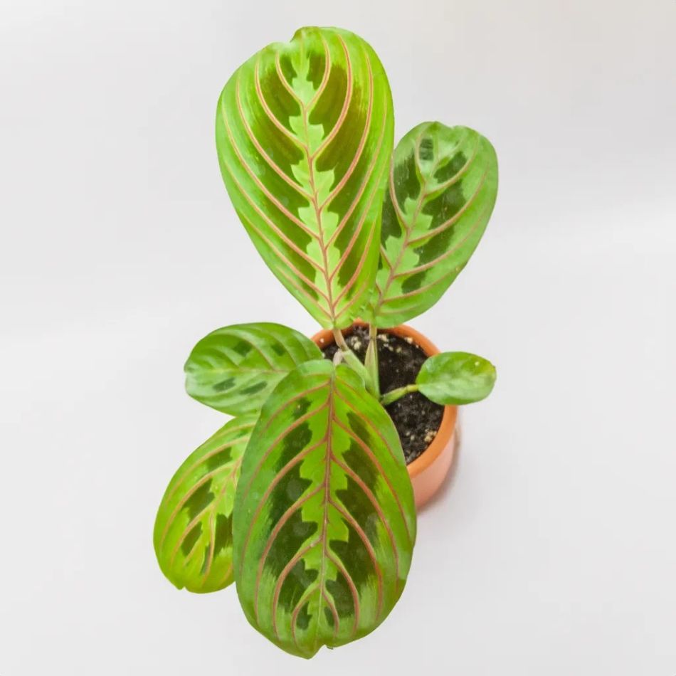 maranta mini