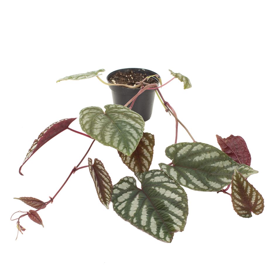 Cissus Discolor