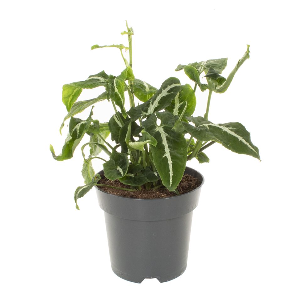 Syngonium Wendlandii