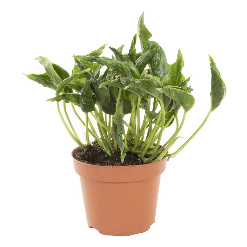 Epipremnum Shangri-La Godzilla