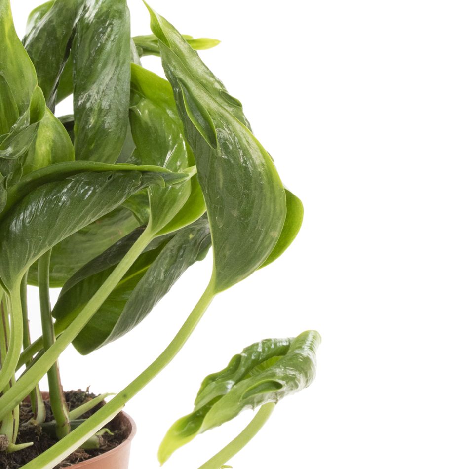 Epipremnum Shangri-La blad