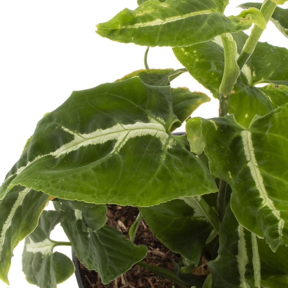 Syngonium Wendlandii blad