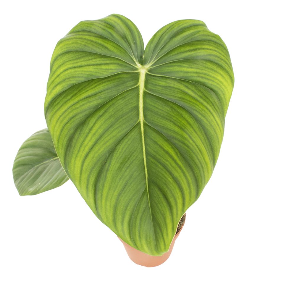 Philodendron Pastazanum blad