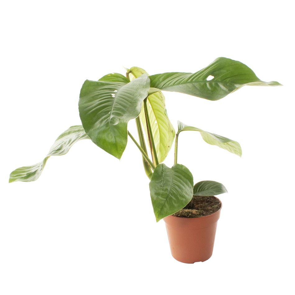 Rhaphidophora Pertusa