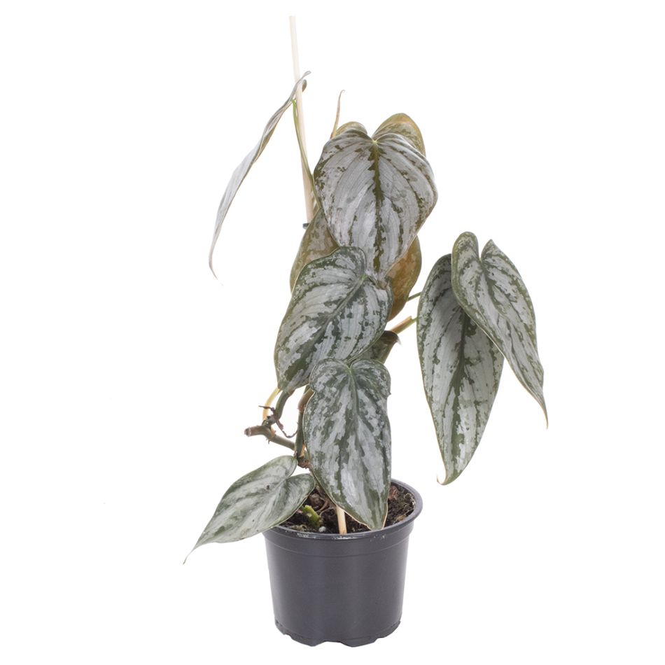 Philodendron Brandtianum
