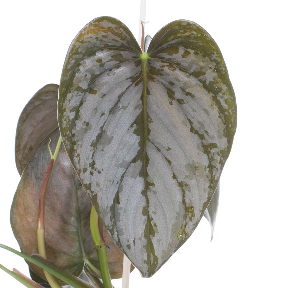 Philodendron Brandtianum blad