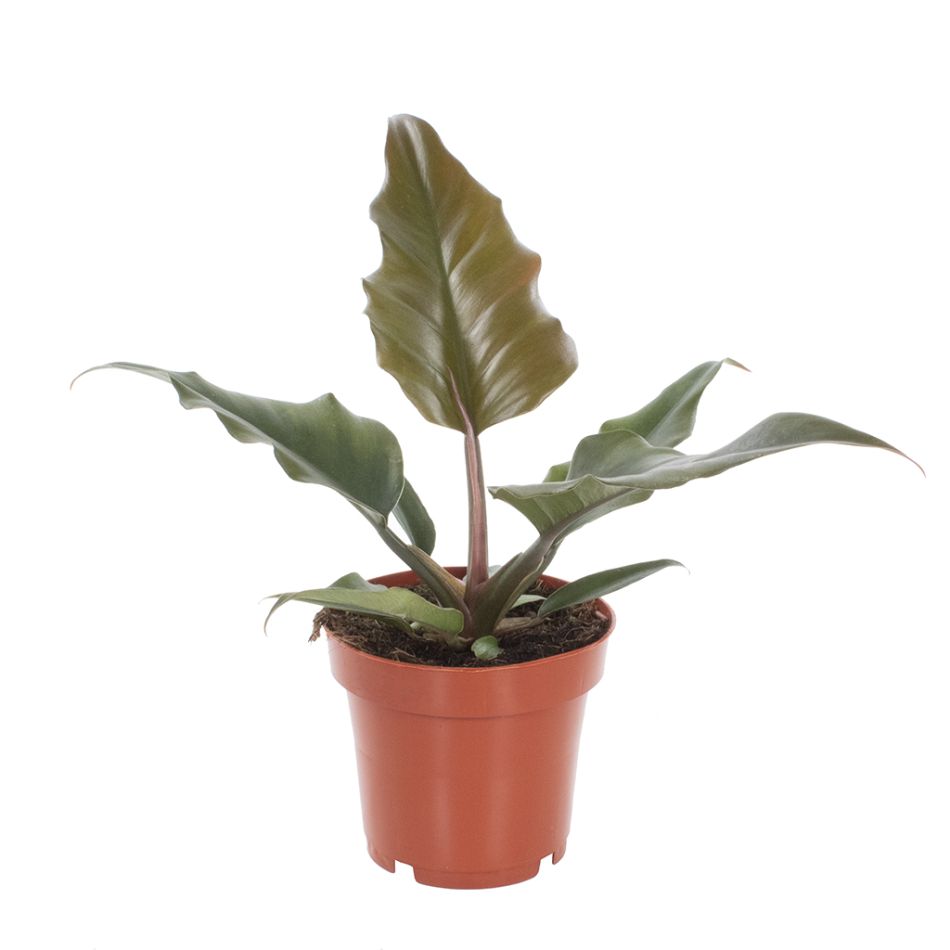 Philodendron Caramel Pluto