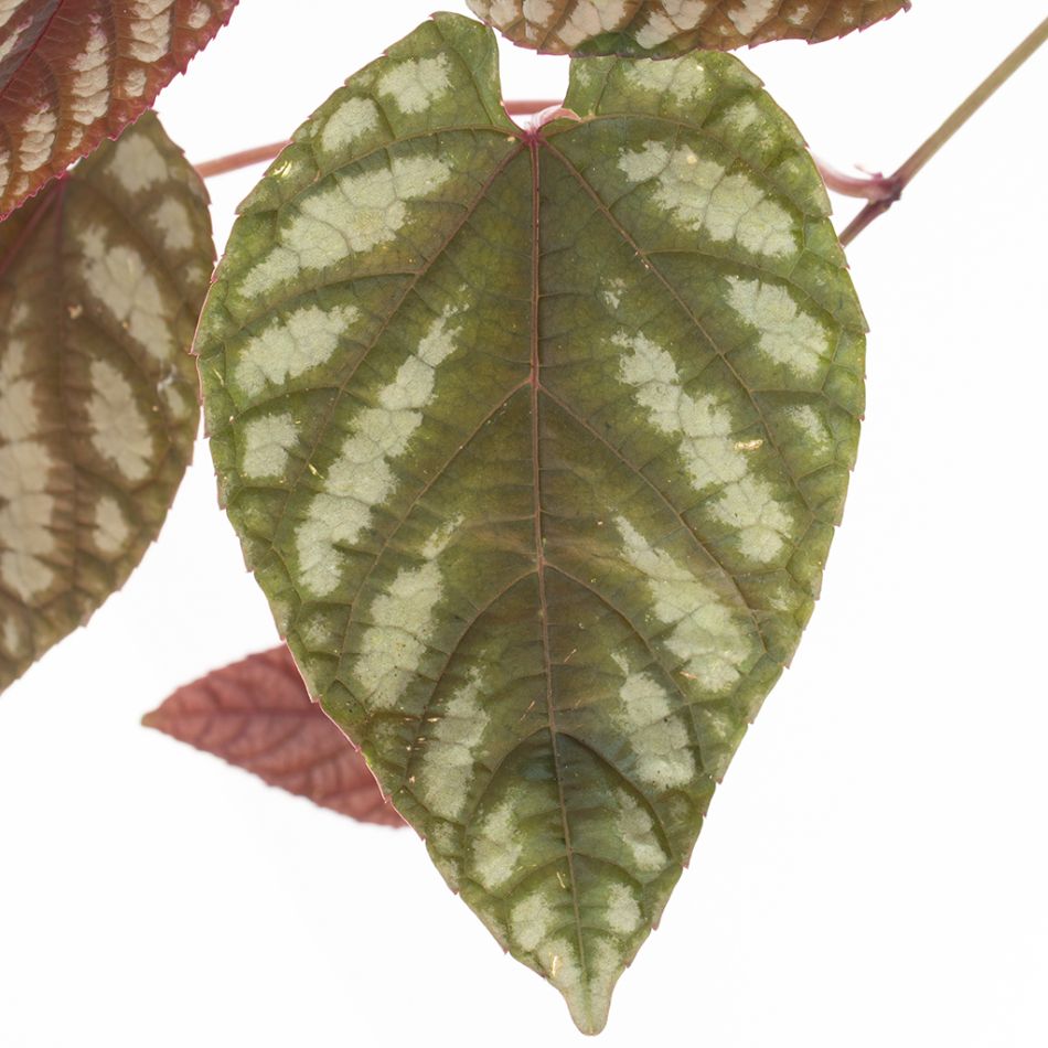 Cissus Discolor blad