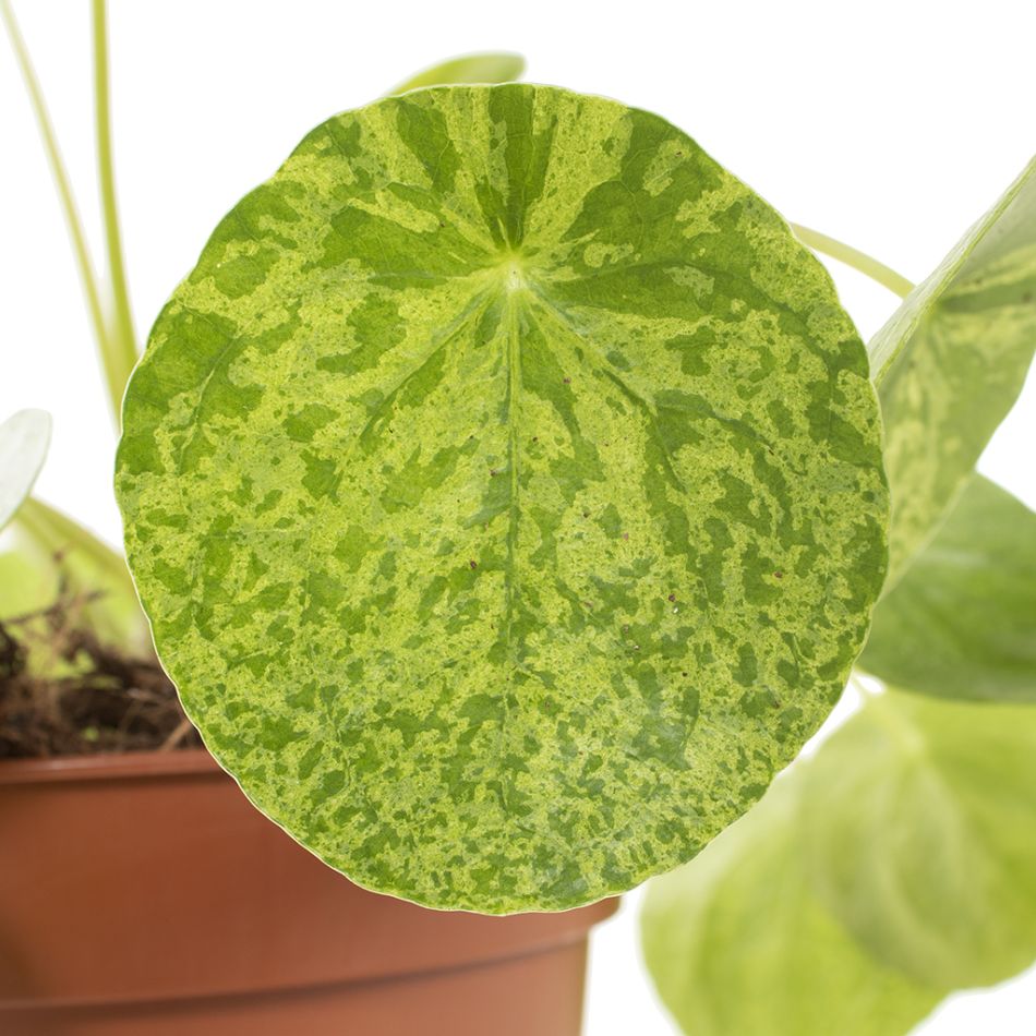 Pilea Mojito