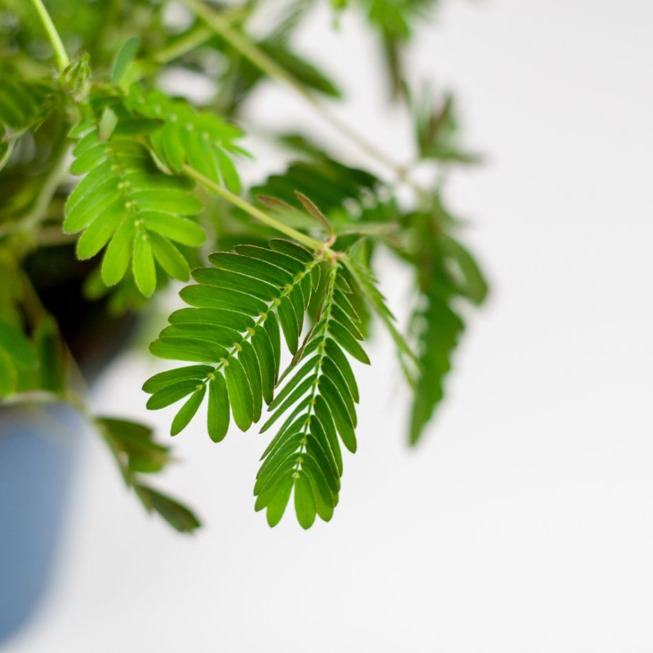 Mimosa blad