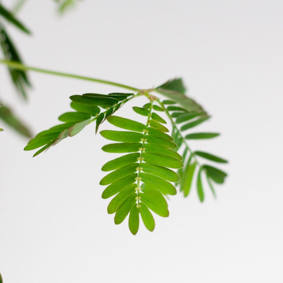 Mimosa Pudica closeup