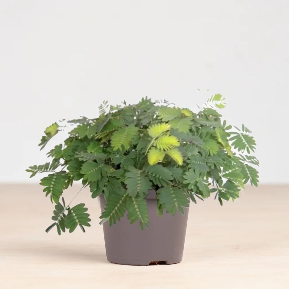 Mimosa-Pudica-mini-XS-P6-wit-1024 1