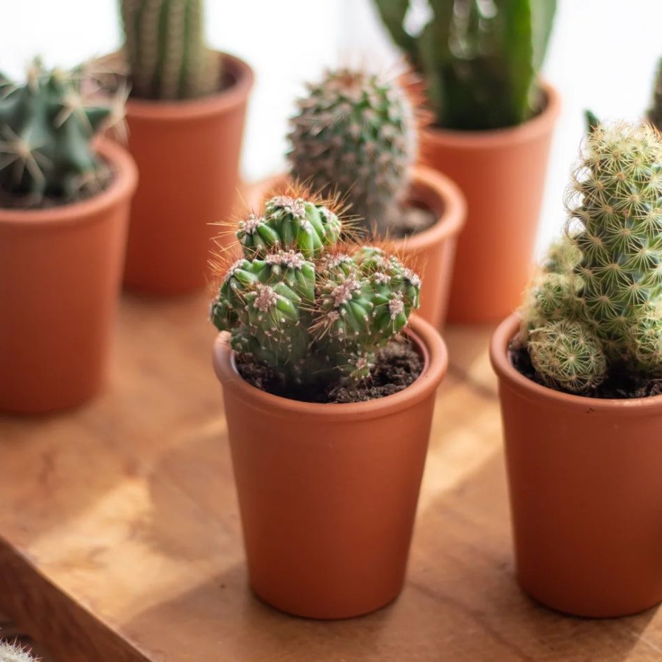 Mini cactus close