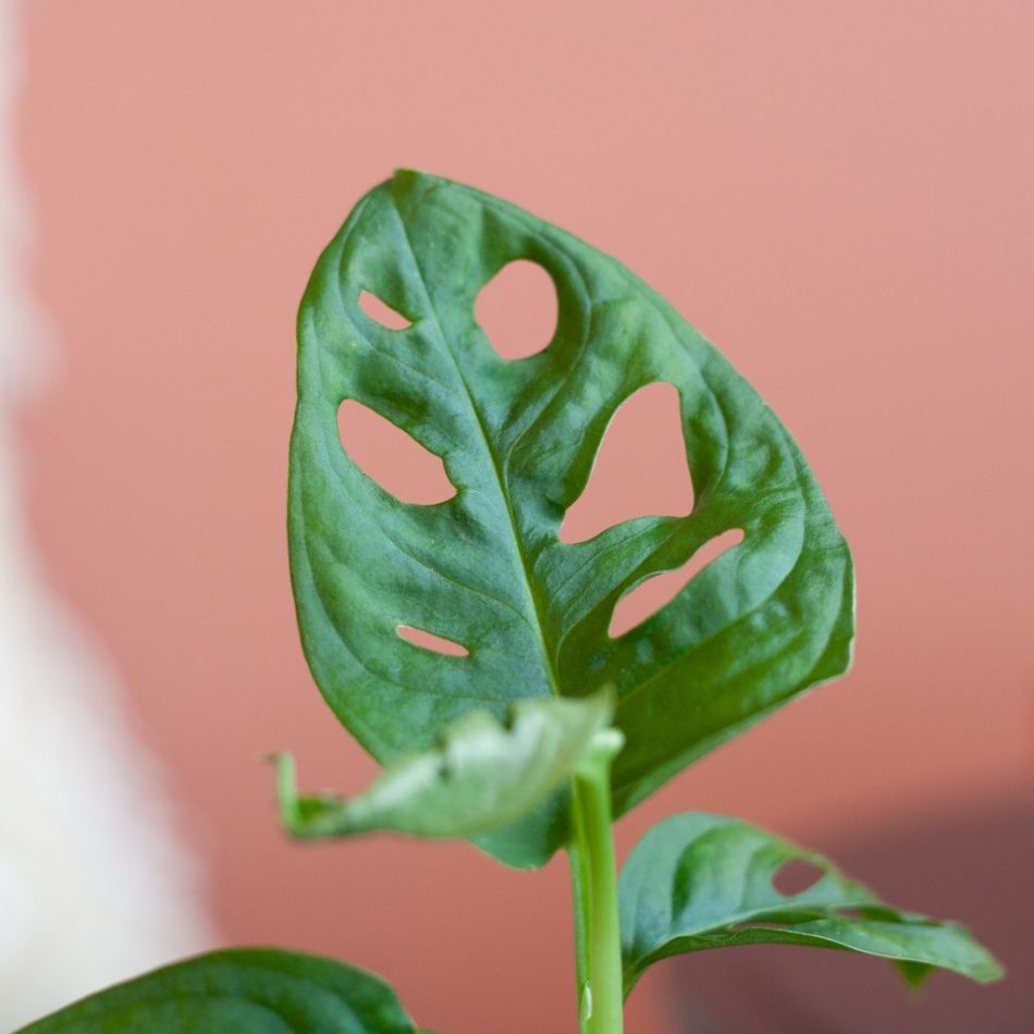 Monstera Adansonii