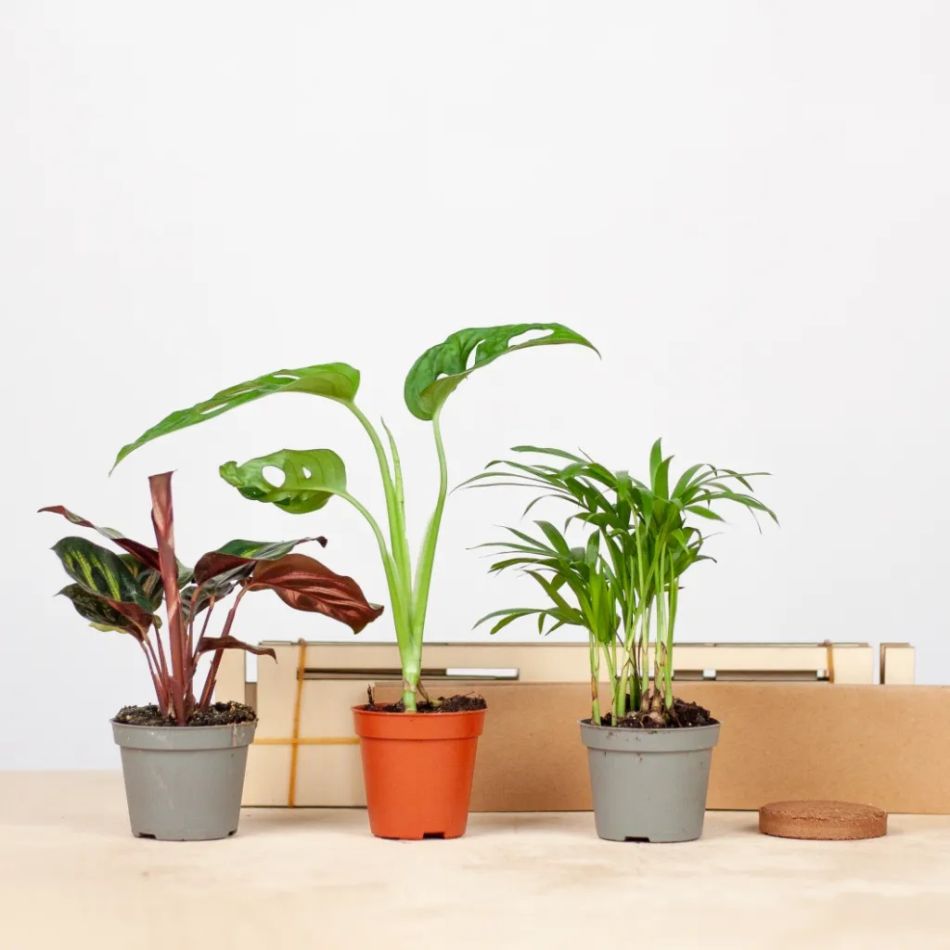 indoor tuintje inhoud